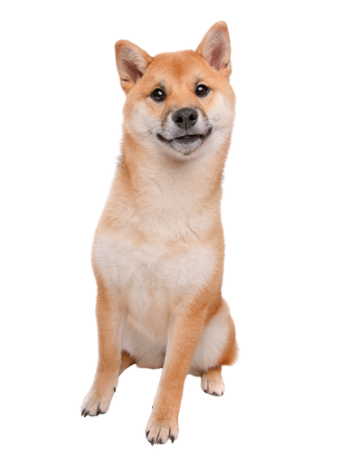 untitled design (39)